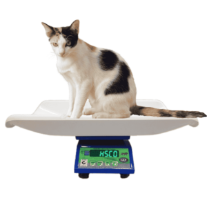 Cat sitting on the curved white tray of the HSCo MSMPS electronic pet scale