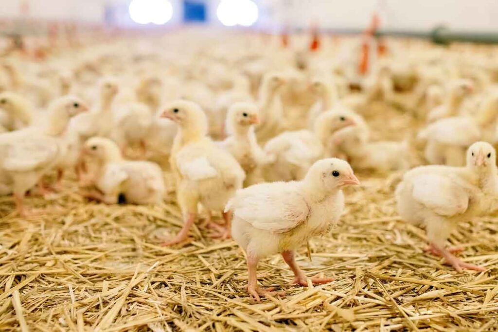 poultry-farms