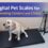 Digital Pet Scales for Grooming Centers and Clinics