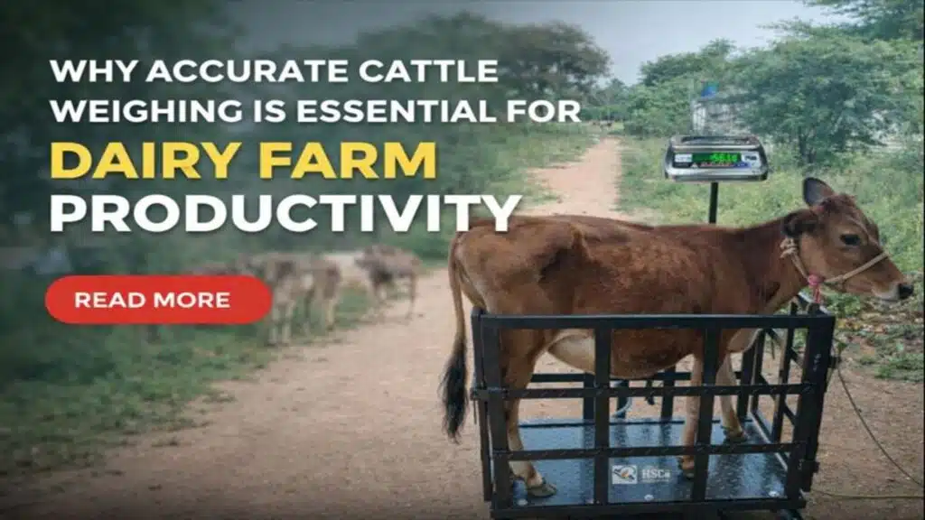 Why Accurate Cattle Weighing Is Essential for Dairy Farm Productivity
