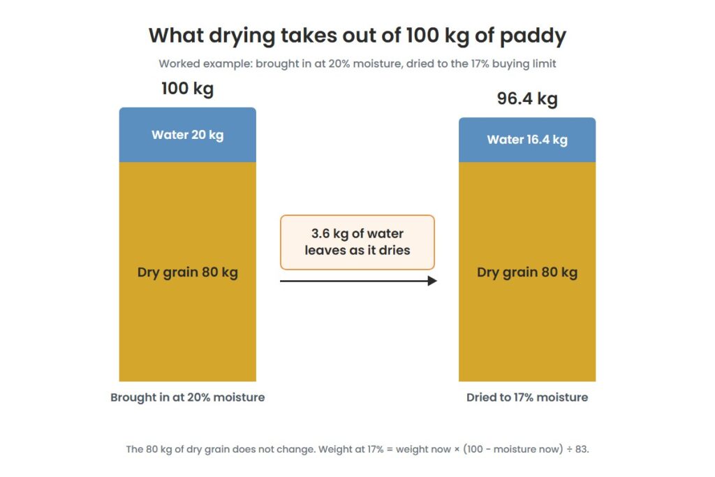 Paddy moisture at the mandi: how much of the weight is water 3 Diagram of 100 kg of paddy at 20% moisture drying to 96.4 kg at 17% while the 80 kg of dry grain stays the same
